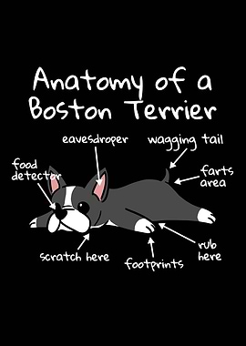 Boston Terrier Anatomy