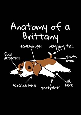 Brittany Spaniel Anatomy