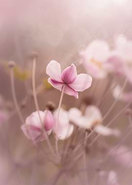 Pastel pink anemones