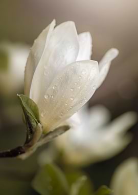 White magnolia flower