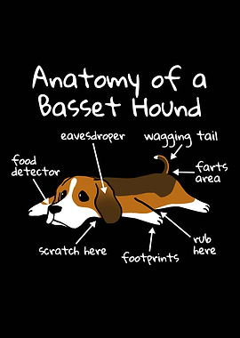 Basset Hound Anatomy