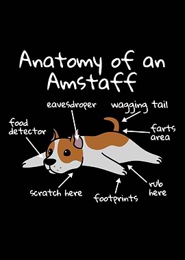 Anatomy Of An Amstaff Dog