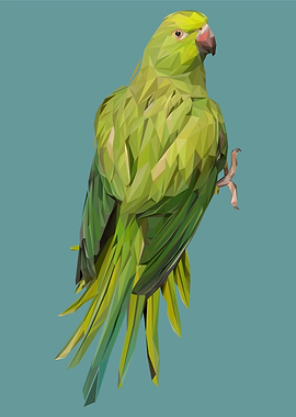 nursery animal parrot