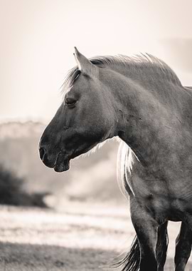 Wild Horse