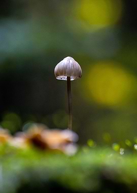Mushroom