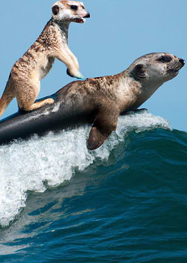 Meerkat And Otter Meerkat