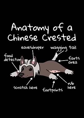 Chinese Crested Anatomy