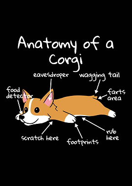 Anatomy Of A Corgi
