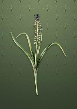 Vintage Grape Hyacinth