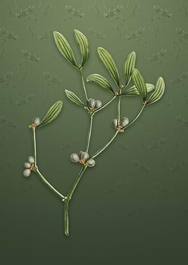 Vintage Viscum Album