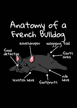French Bulldog Anatomy