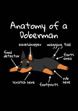 Anatomy Of A Doberman