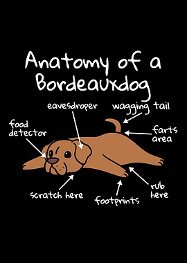 Dogue De Bordeaux Anatomy