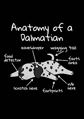 Anatomy Of A Dalmatian