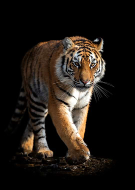 Tiger on black