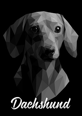 Dachshund