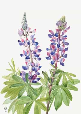 Lupine Lupinus fornosus