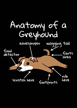 Anatomy Of A Greyhound