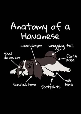 Anatomy Of A Havanese