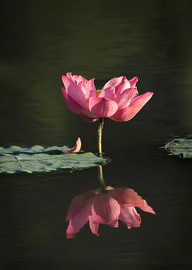 beautiful lotus