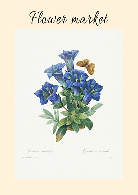 Gentiana Acaulis