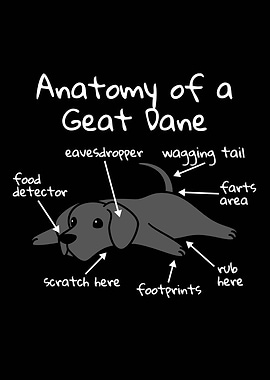 Anatomy Of A Great Dane