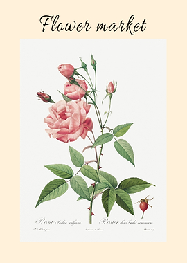 Rosa Gallica