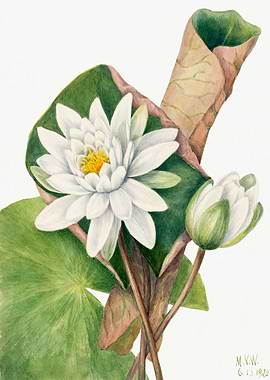 American Waterlily 1920