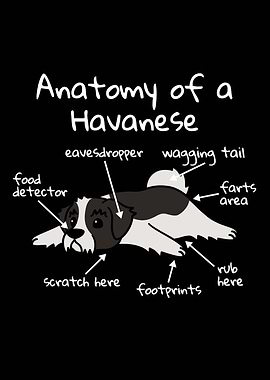 Anatomy Of A Havanese