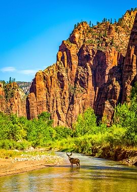 A Mule Deer at Zion Park