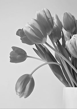 tulip flowers gray