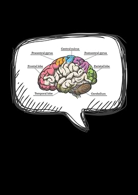Diagram Brain Neurology