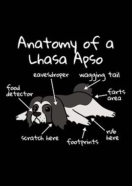 Anatomy Of A Lhasa Apso