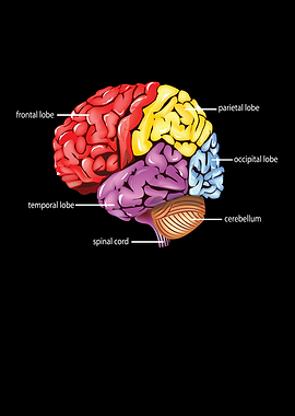 Neurology Diagram Brain