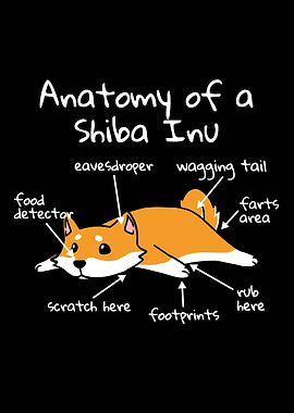 Anatomy Of A Shiba Inu