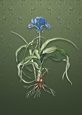 Vintage Iris Scorpiodes