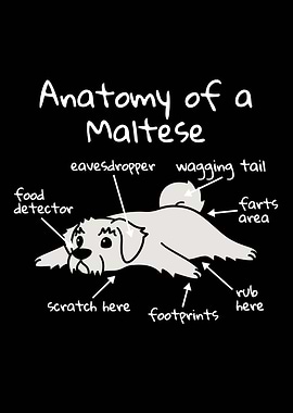 Anatomy Of A Maltese