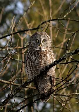 Watcher in the woods