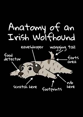 Irish Wolfhound Anatomy