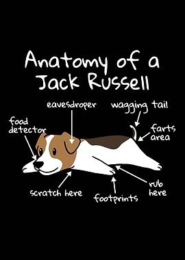 Jack Russell Anatomy