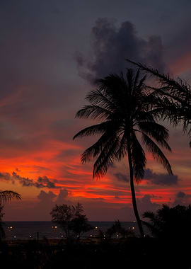 Exotic sunset and palms