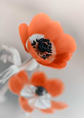 Red anemone flowers,nature