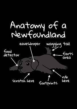 Newfoundland Dog Anatomy