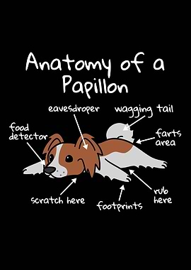 Anatomy Of A Papillon