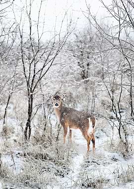 snow deer