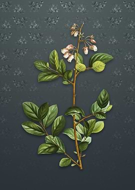 Vintage Andromeda Mariana