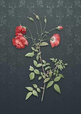 Red Rose on Slate Gray