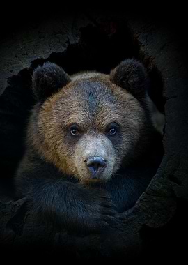 Bear cub in tree trunk