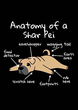 Anatomy Of A Shar Pei