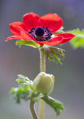 Red anemone flower, macro